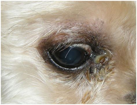 tear duct test dog|lacrimal duct in dogs treatment.